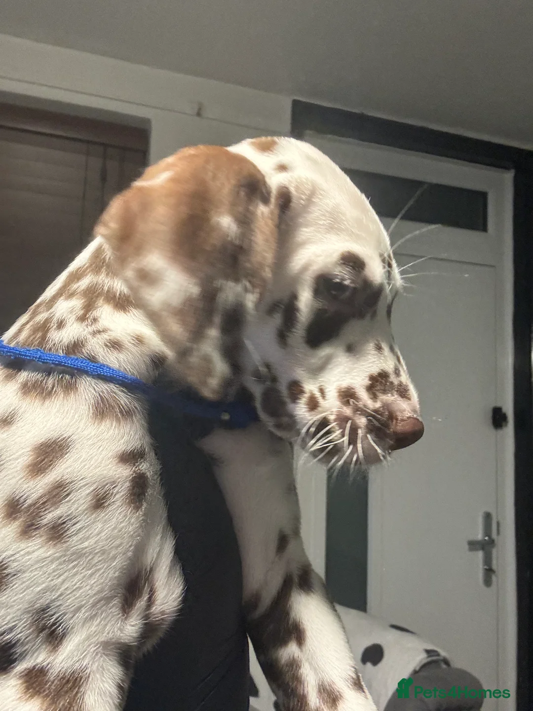 Dalmatian dogs for sale: 1 Boy Left!!! (KC Registered dalmatian pups)!!) - Advert 24