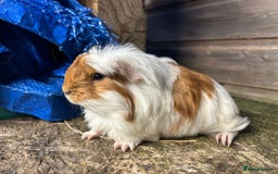 Guinea Pig rodents for sale: Beautiful Baby Guinea pigs to reserve  - Image 23