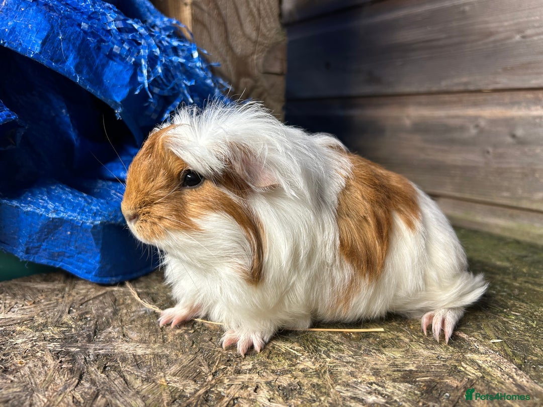 Guinea Pig rodents for sale: Beautiful Baby Guinea pigs to reserve  - Image 23