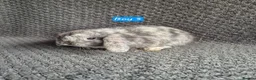 Mini Lop rabbits for sale: Mini Lop Bunnies - Advert 3