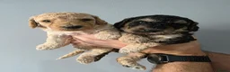 Cockapoo dogs for sale: 2 F1b Cockapoo Boys. DNA HEALTH TESTED - Advert 1