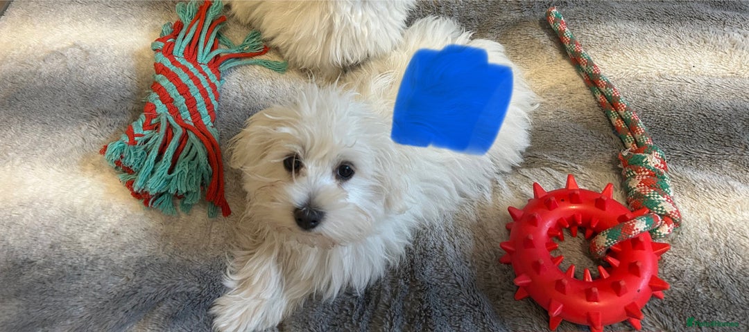 Maltese dogs for sale: Extra mini adorable pups in Bury - Image 20