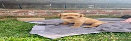 Labrador Retriever dogs for sale: KC Registered Labrador Puppies - Advert 21