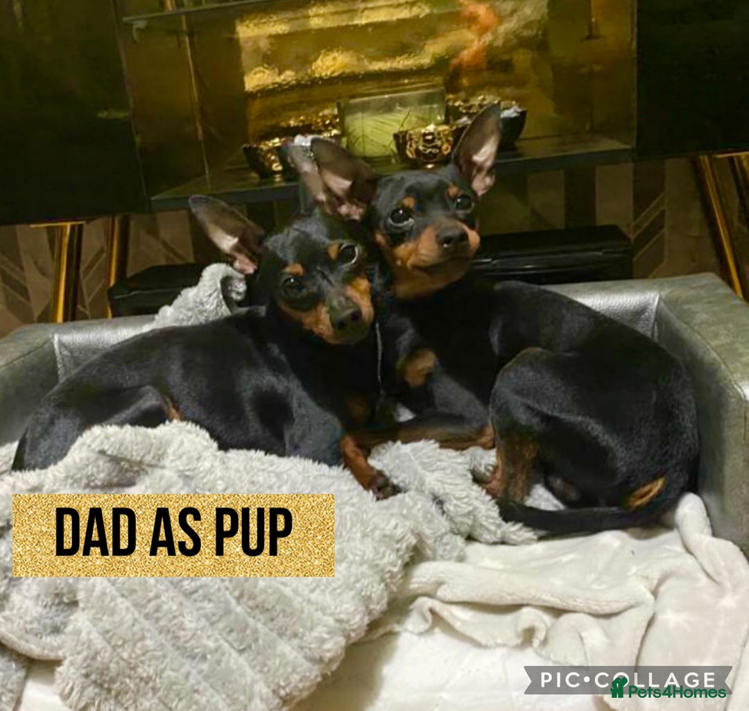 Miniature Pinscher dogs for sale: Beautiful miniature Pinscher puppies  - Advert 5