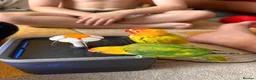Lovebirds birds for sale: Breeding lovebirds  - Advert 1