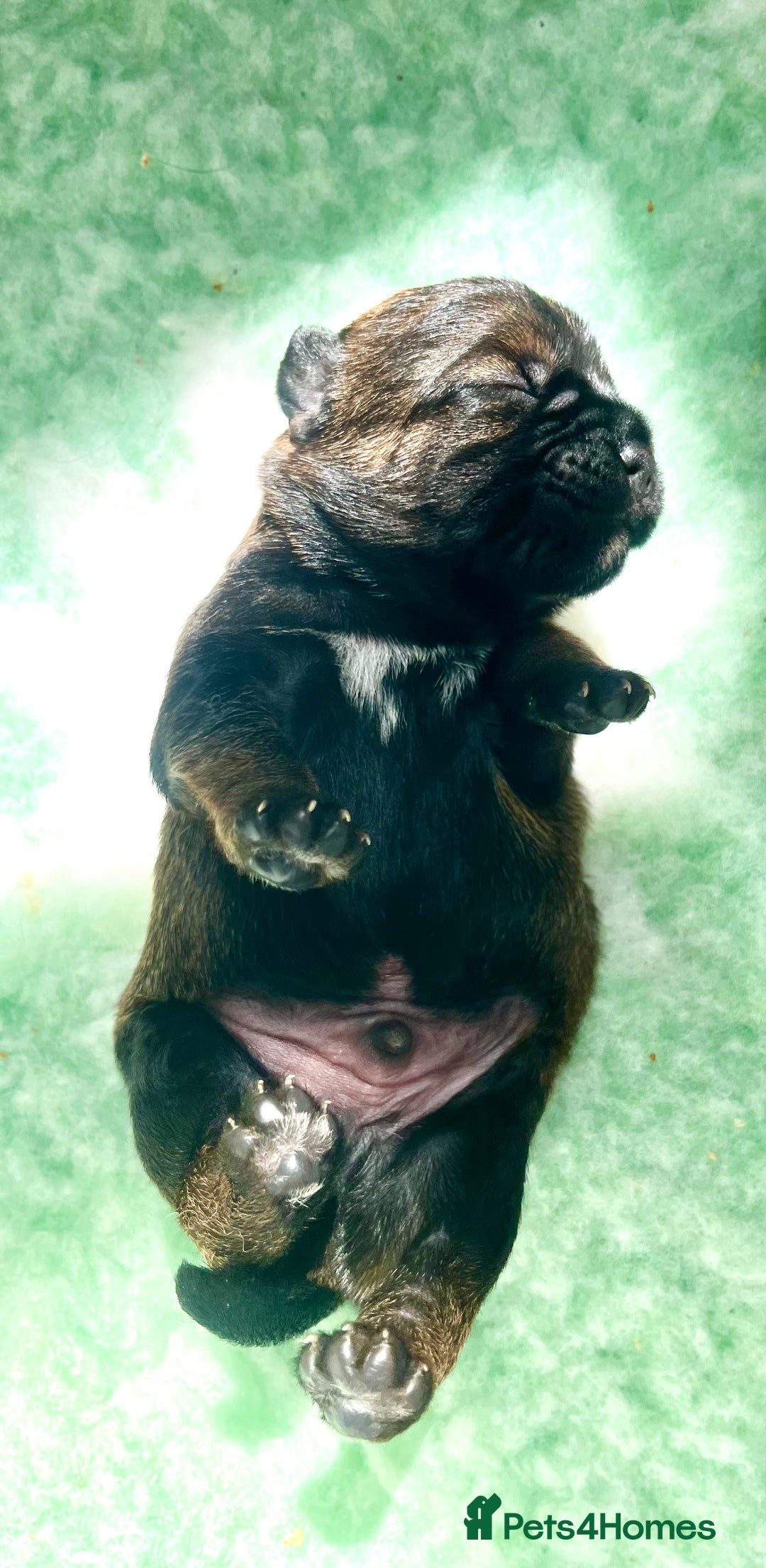 Border Terrier dogs for sale: KC Reg, slem clear VET approved only 1 boy left❤️ - Image 7