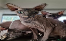 Sphynx cats for sale: Adult Canadian Sphynx for sale and Stud males  - Image 3