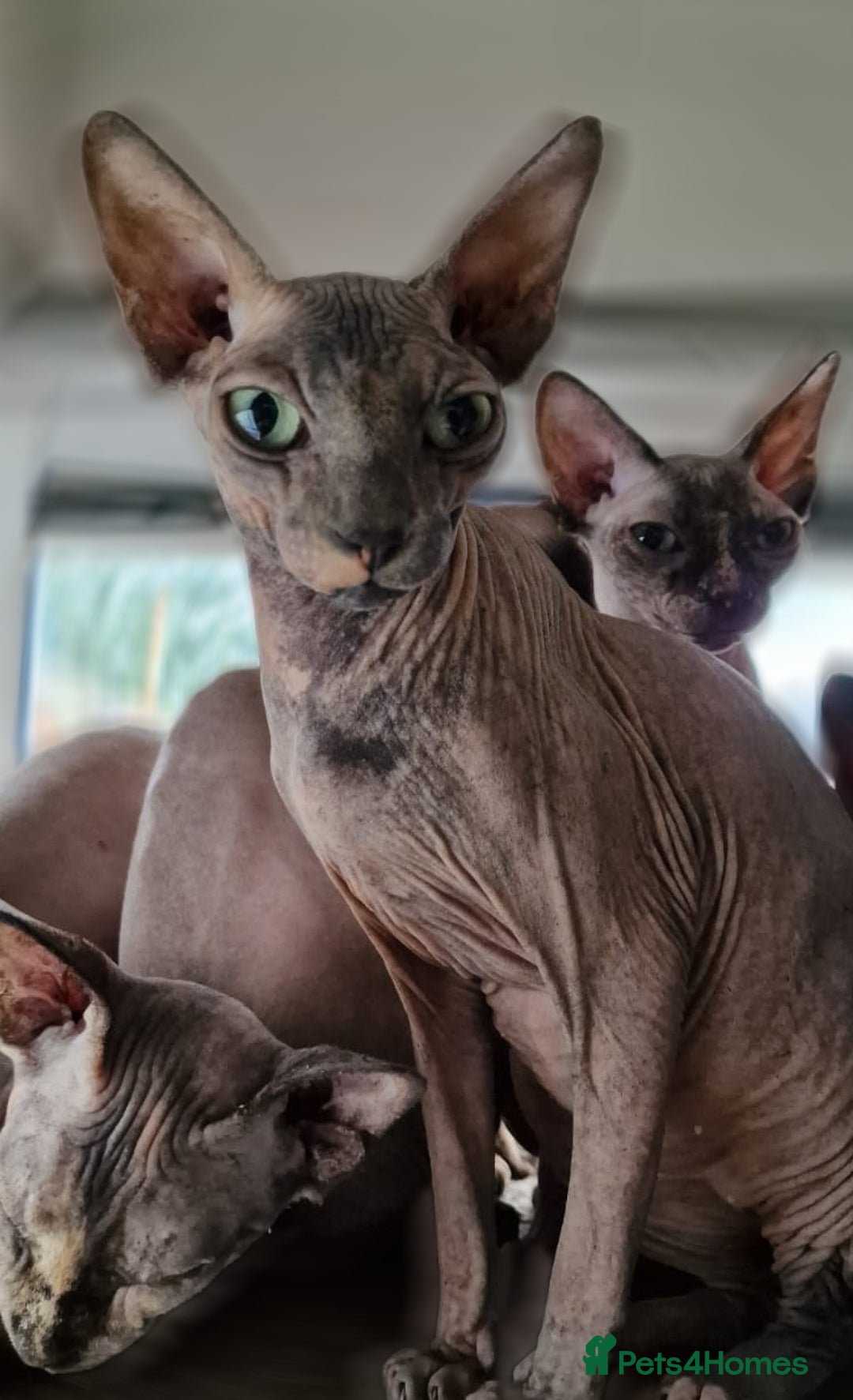Sphynx cats for sale: Adult Canadian Sphynx for sale and Stud males  - Image 3