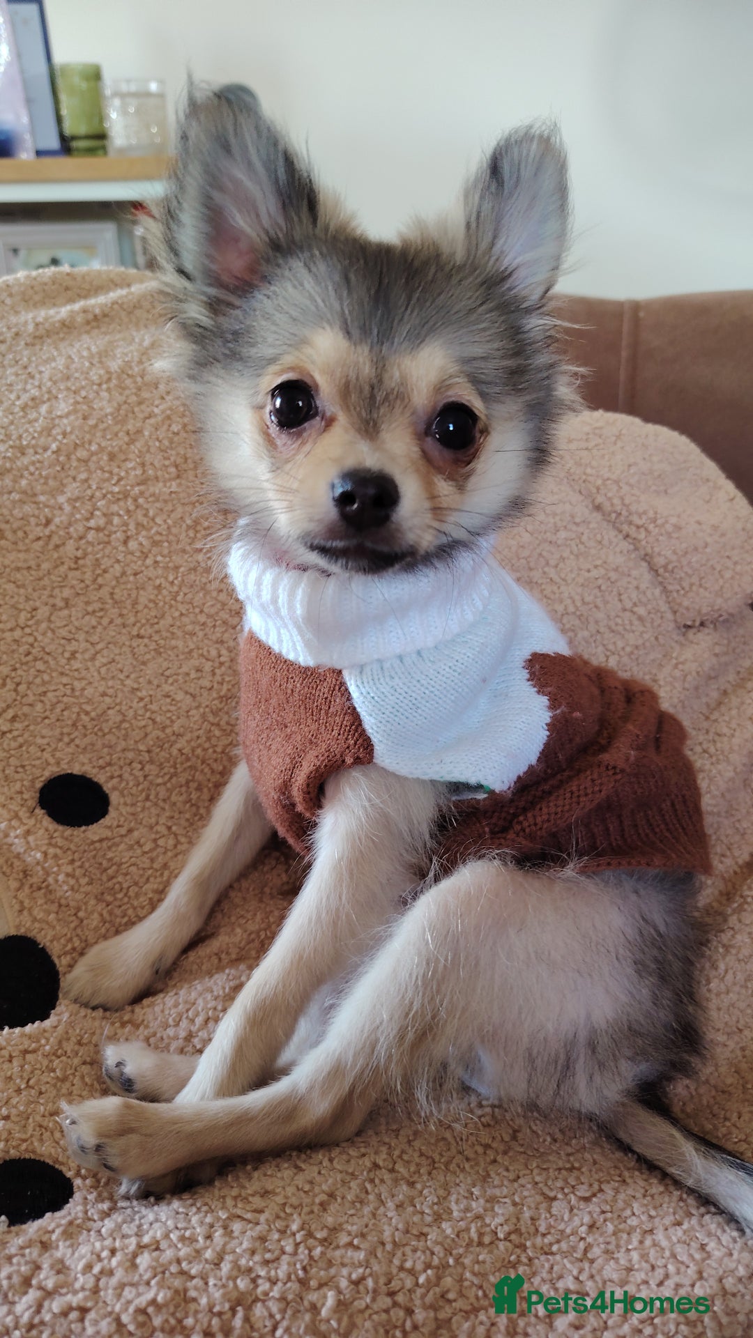 Pomchi dogs for sale: POMCHI - Advert 3