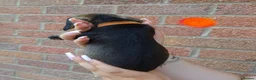 Dachshund dogs for sale: Miniature wire dachshund puppies - Advert 4
