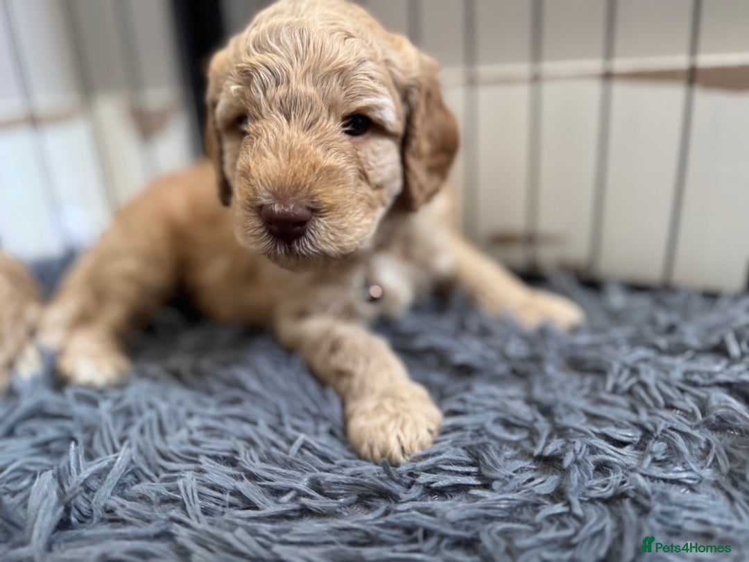 Australian Labradoodle dogs for sale: Genuine Australian Labradoodle (not poodle-lab mix in Wallington - Image 29
