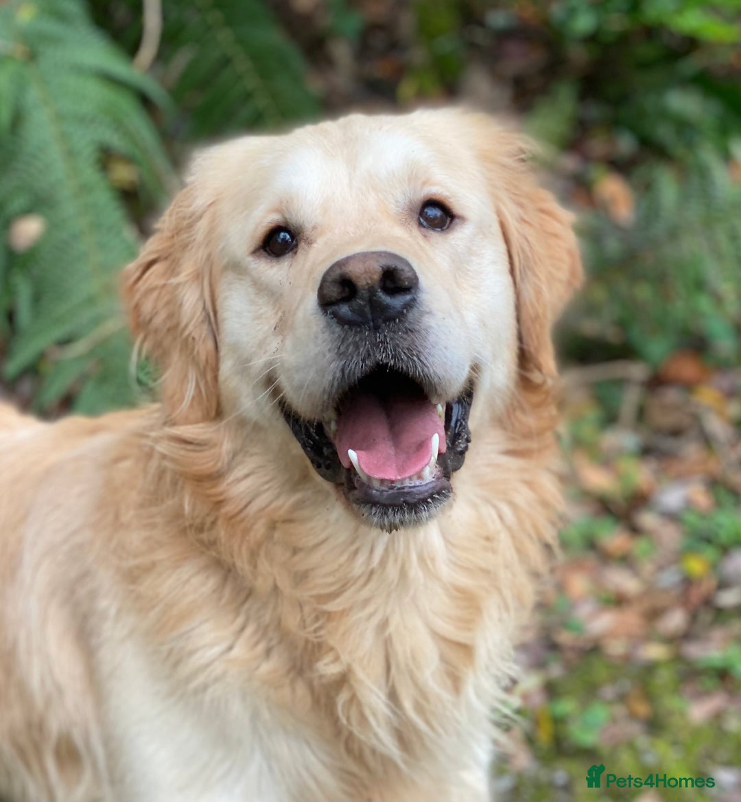 Golden Retriever dogs for sale: Kc health tested golden retrievers  - Advert 13