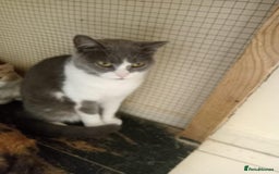 Mixed Breed cats for adoption: Smokey wants some love and attention - Image 5