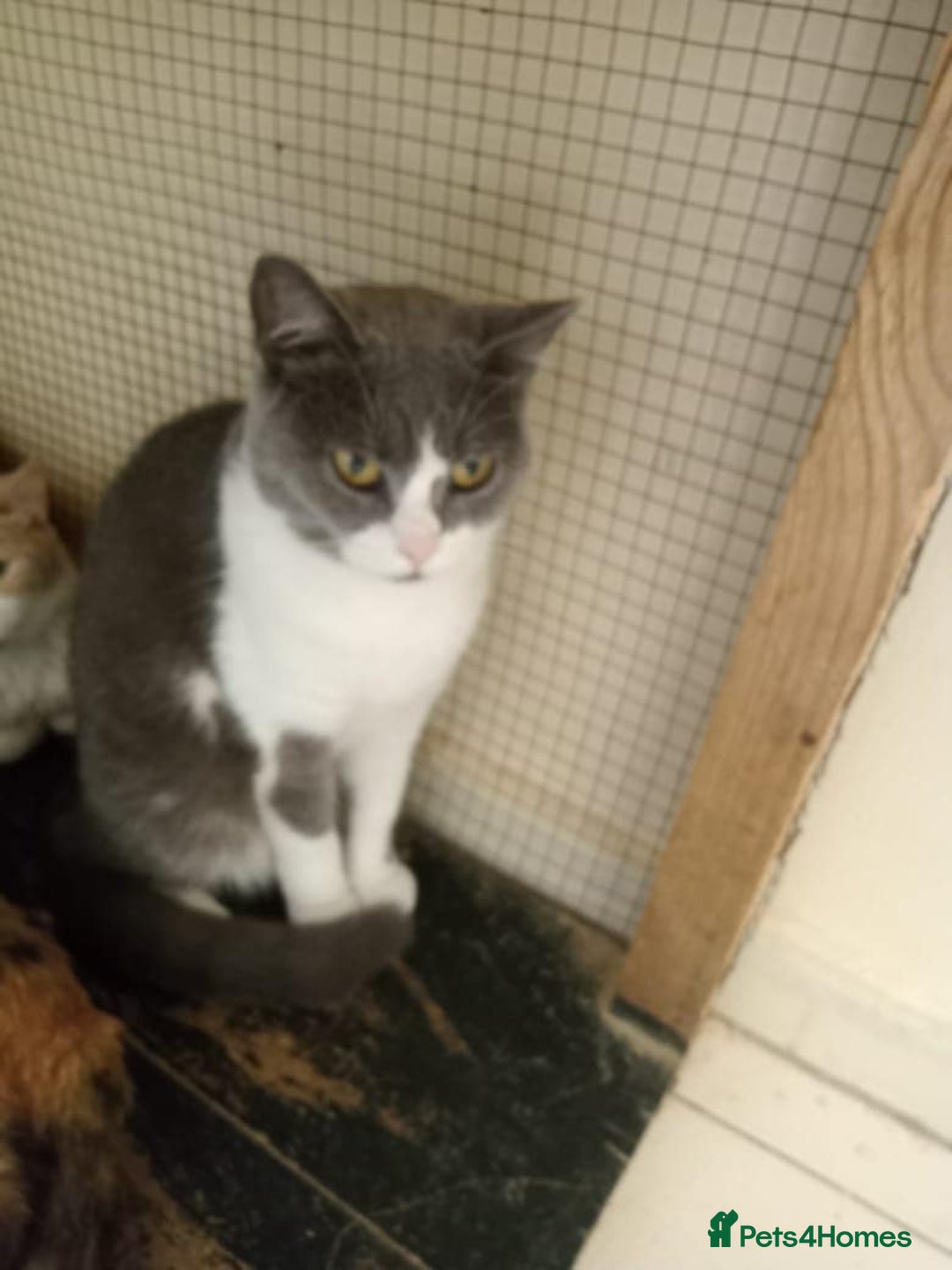 Mixed Breed cats for adoption: Smokey wants some love and attention - Image 5