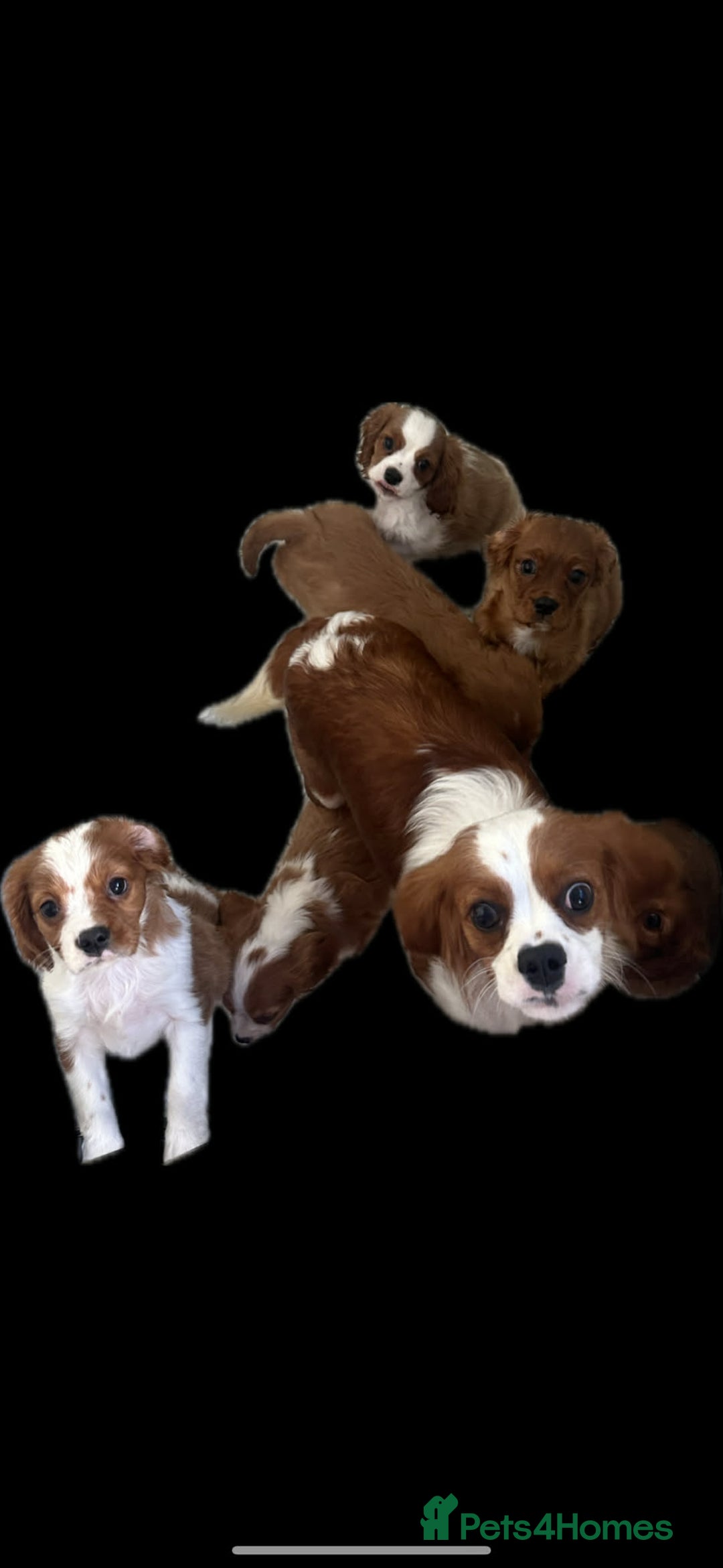 Cavalier King Charles Spaniel dogs for sale: Stunning KC registered Cavalier Pups - Advert 5