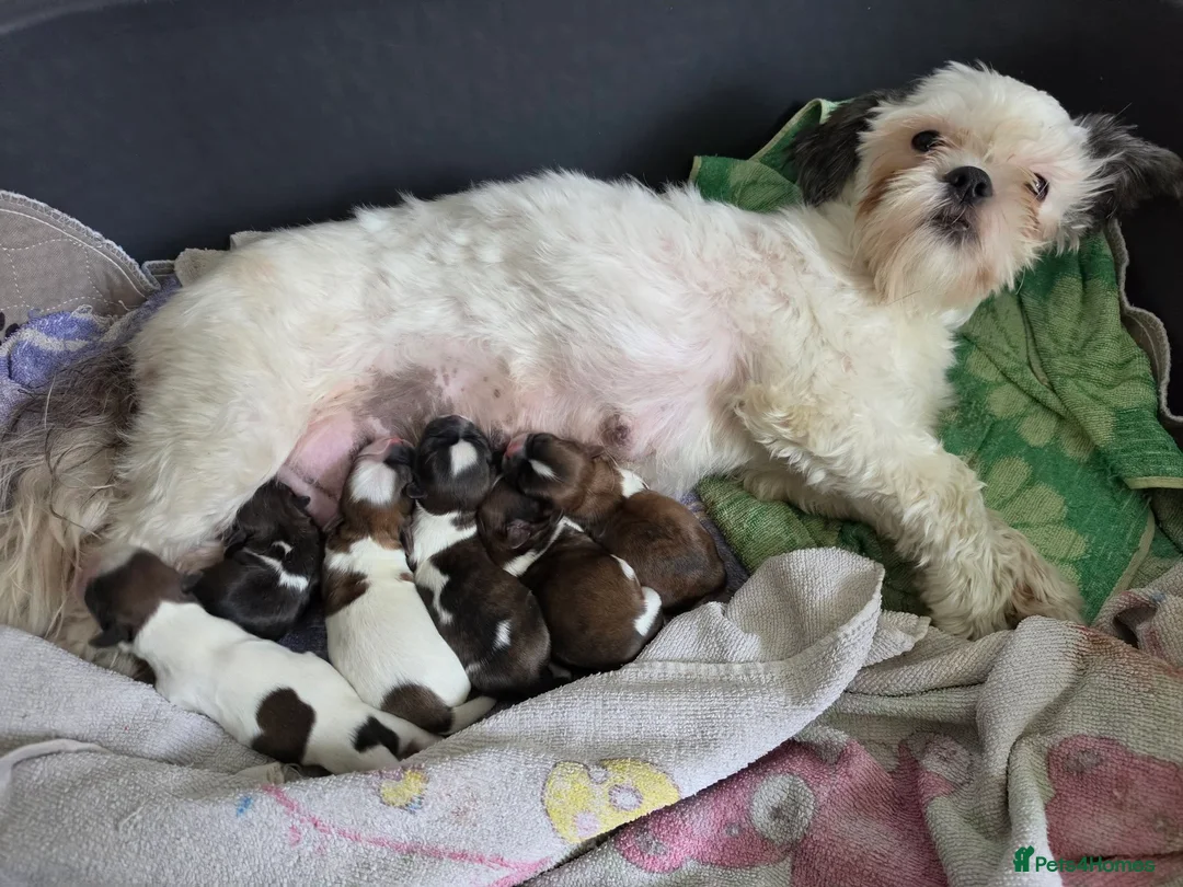 Shih Tzu dogs for sale: LOVELY SHIH TZU PUPPIES  - Advert 32