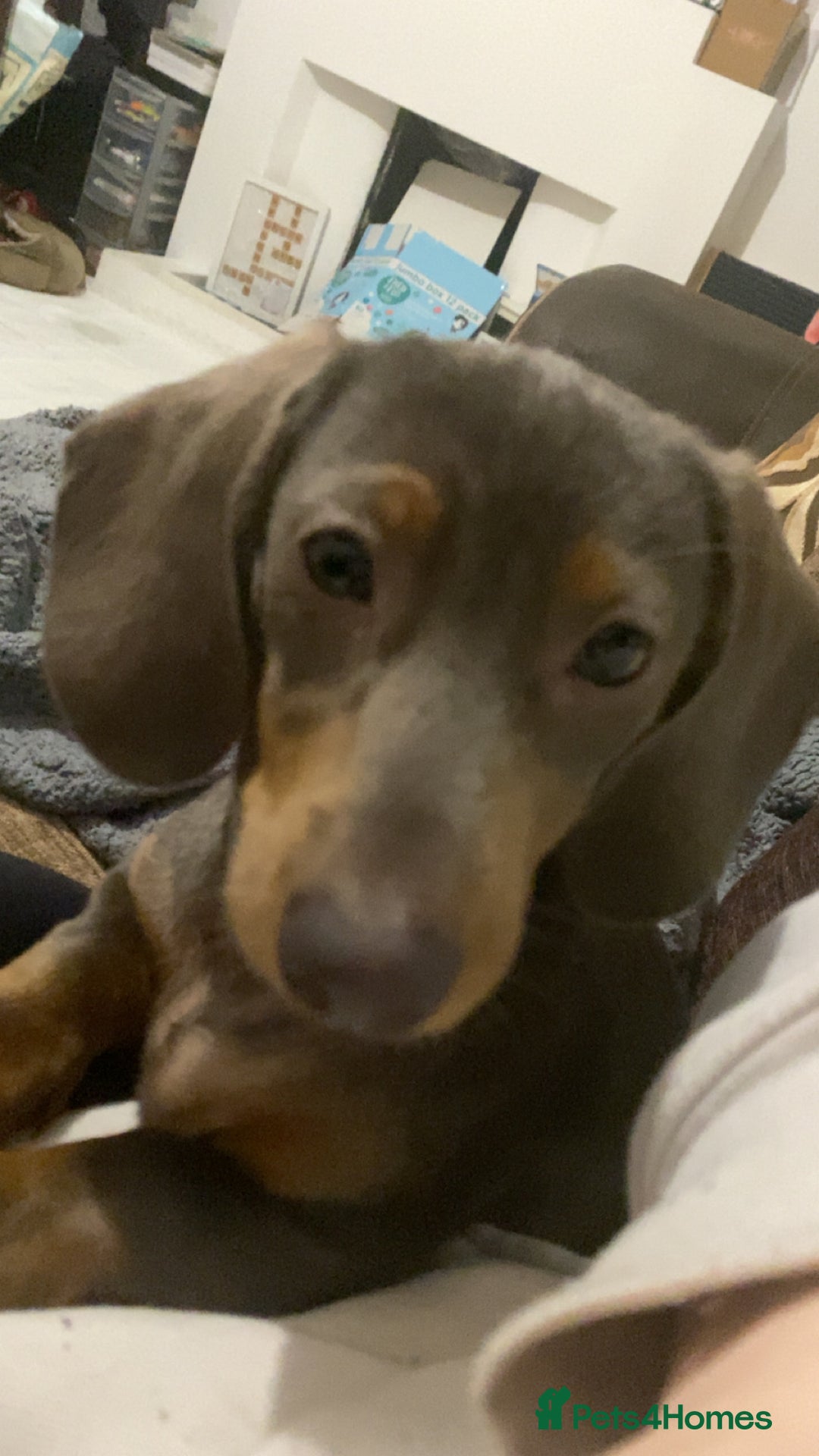 Miniature Dachshund dogs for sale: Female Miniature Dachshund  - Advert 2