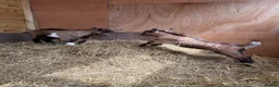 Goats livestock for sale: Purebred Pygmy goat kids  - Advert 10