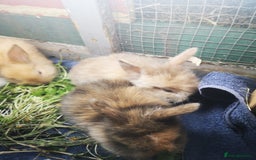 English rabbits for sale: Beutiful baby rabbits  - Image 2