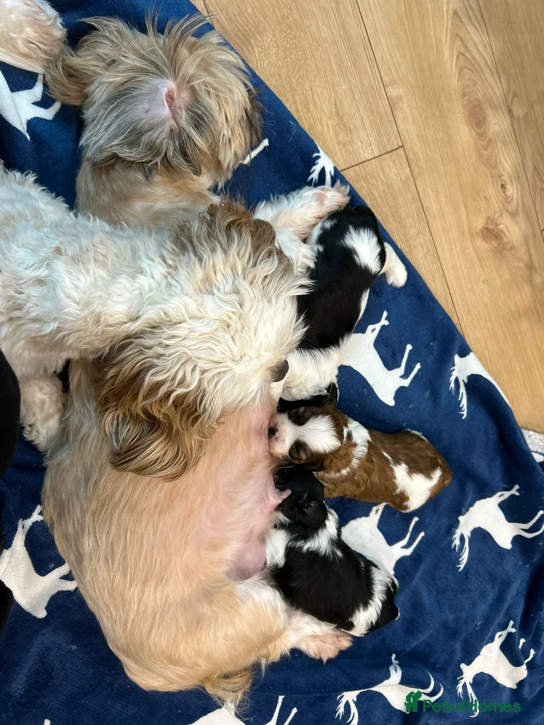 Mixed Breed dogs for sale: Beautiful Cava Tzu (Cavatzu) Puppies 2 Boys 1 Girl - Advert 6