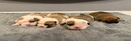 English Bulldog dogs for sale: Exceptional Show-Quality KC English Bulldog Boy - Advert 12