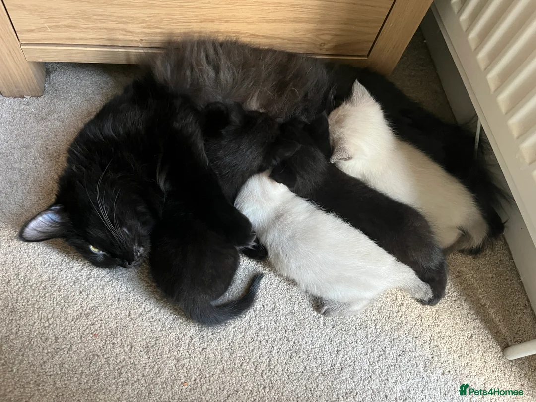 Ragamese cats for sale: 2 gorgeous purebred Ragamese boys. - Advert 1