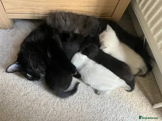 Ragamese cats 2 gorgeous purebred Ragamese boys. - Advert 5