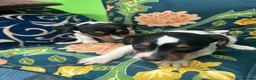 Jack Russell dogs for sale: Jack russel puppies - Advert 10