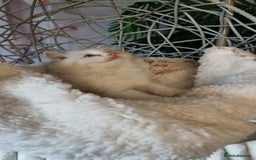 Ragdoll cats for sale: Quality Tica reg Ragdoll kittens  - Image 20
