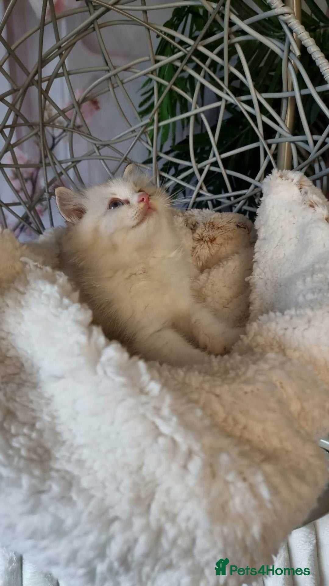 Ragdoll cats for sale: Quality Tica reg Ragdoll kittens  - Image 20