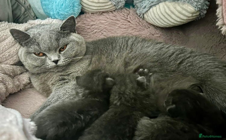 British Shorthair cats - Advert 7