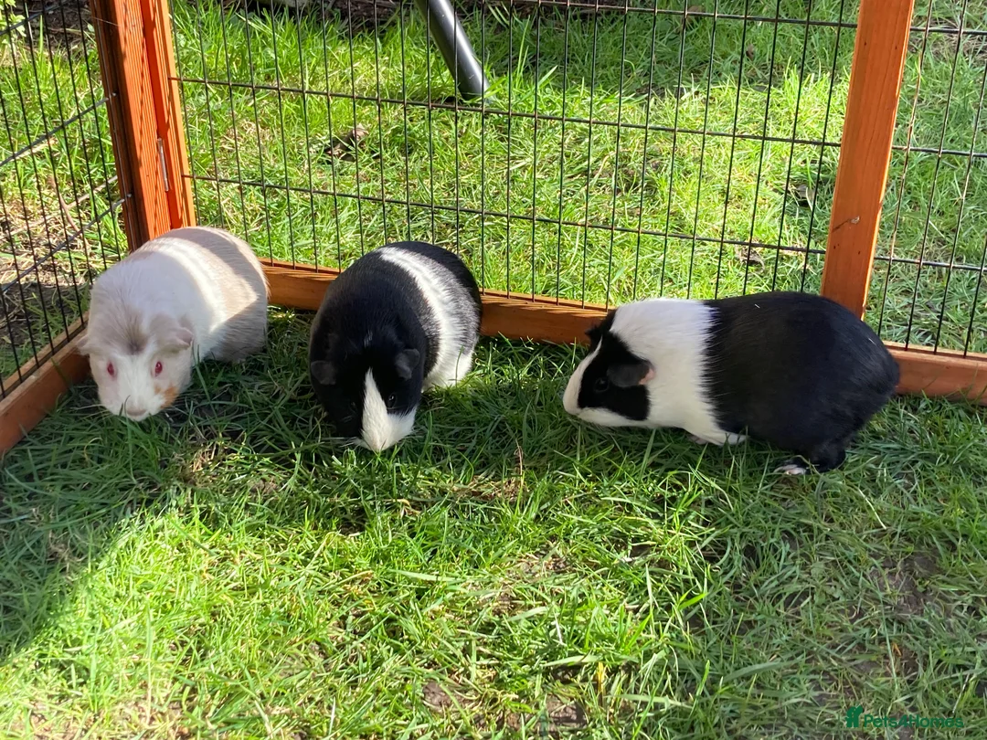 Guinea Pig rodents for sale: 3 Female bonded guinea pigs and set up, hutch etc. - Advert 6
