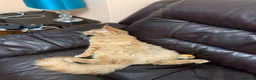 Maine Coon cats for sale: Ginger 3/4 Maine Coon in Bradford - Advert 12