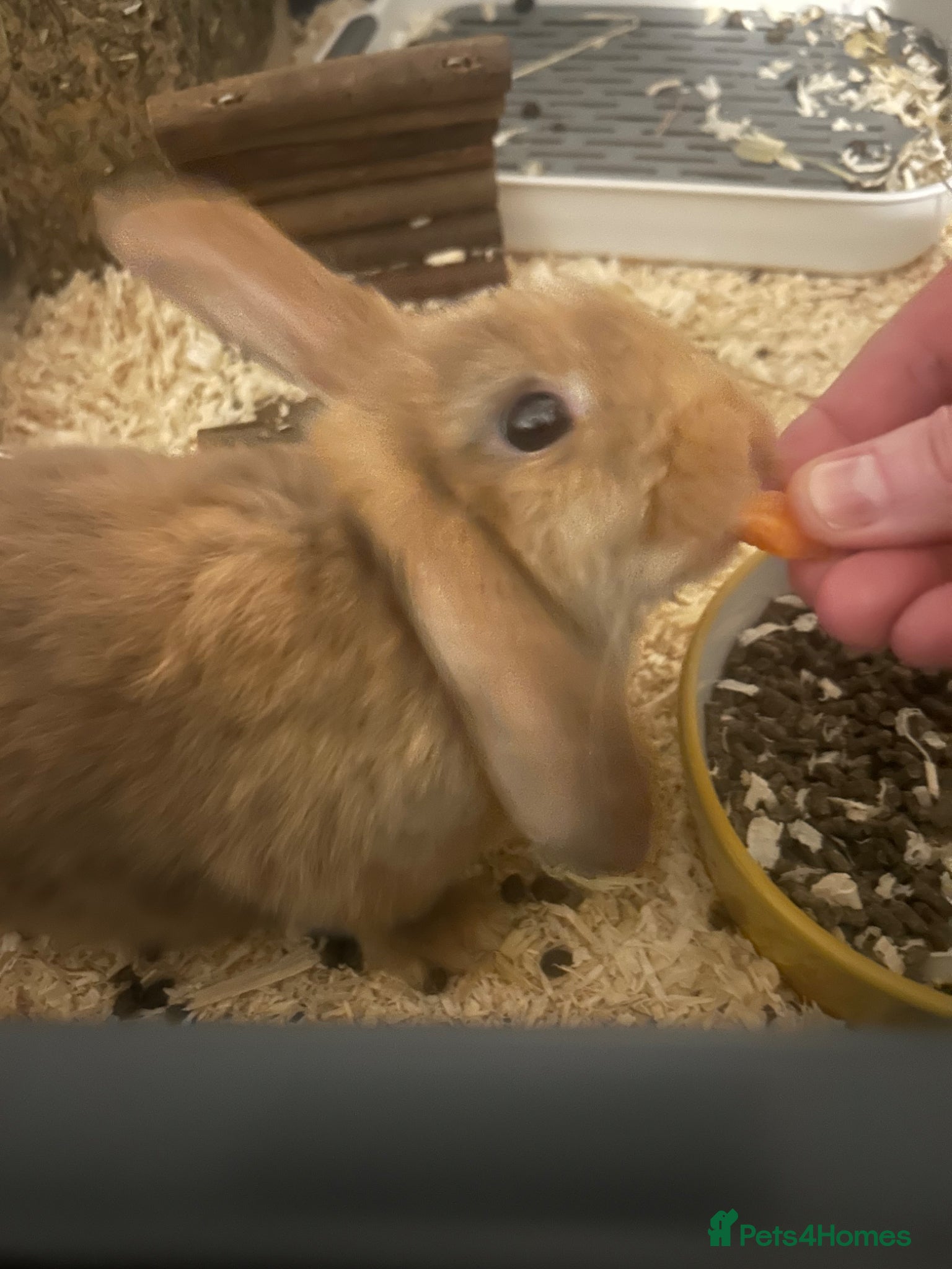 Mini Lion Lop rabbits Urgently need a home for my loveable little boy. - Advert 5