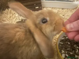 Mini Lion Lop rabbits Urgently need a home for my loveable little boy. - Advert 5