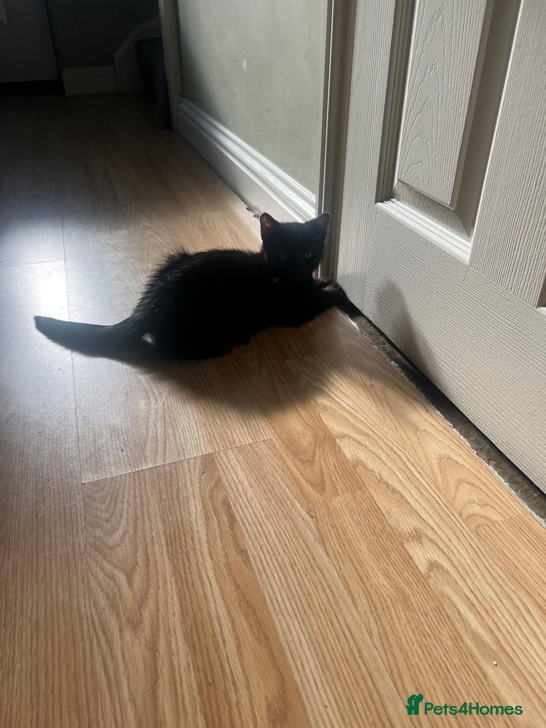 Domestic Shorthair cats for sale: Short haired domestic kittens 1 boy 1 girl in Huntingdon - Image 10