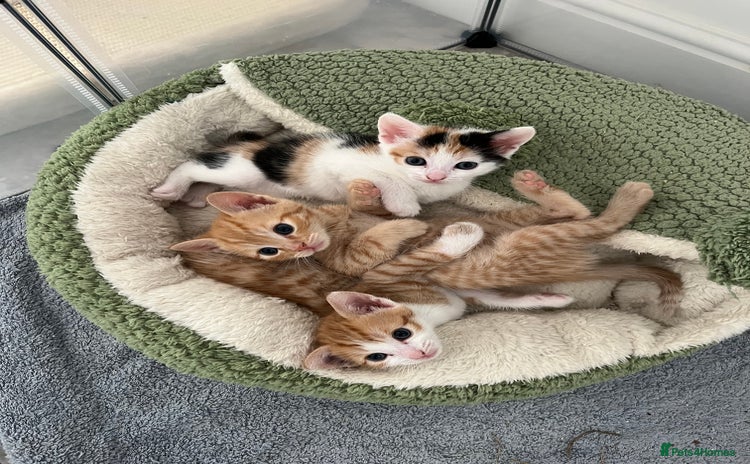 Mixed Breed cats - Advert 16