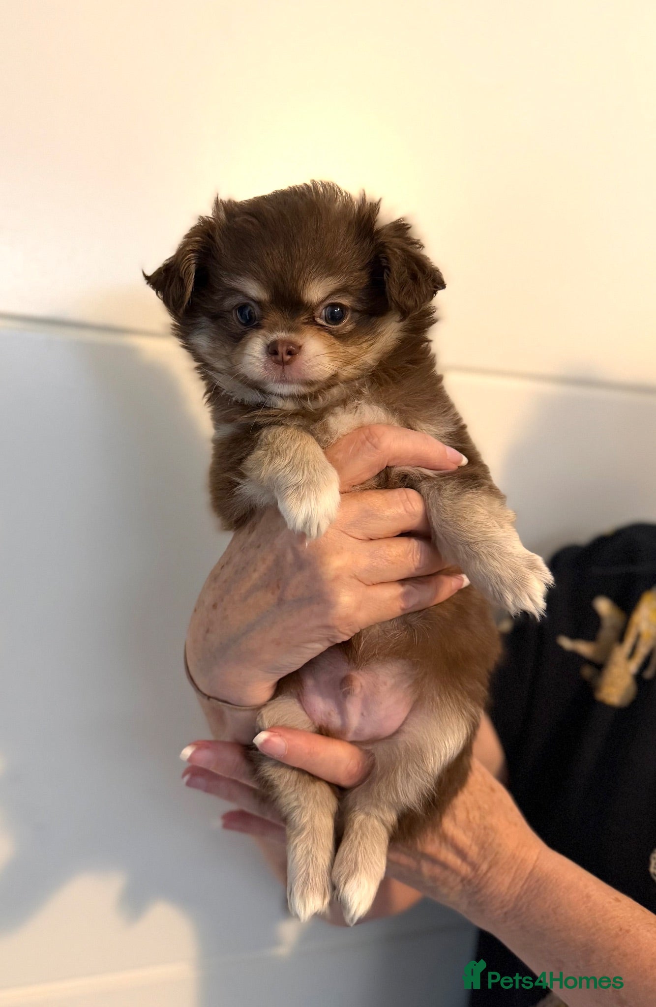 Chihuahua dogs 3 beautiful chunky boy chihuahua pups - Advert 1