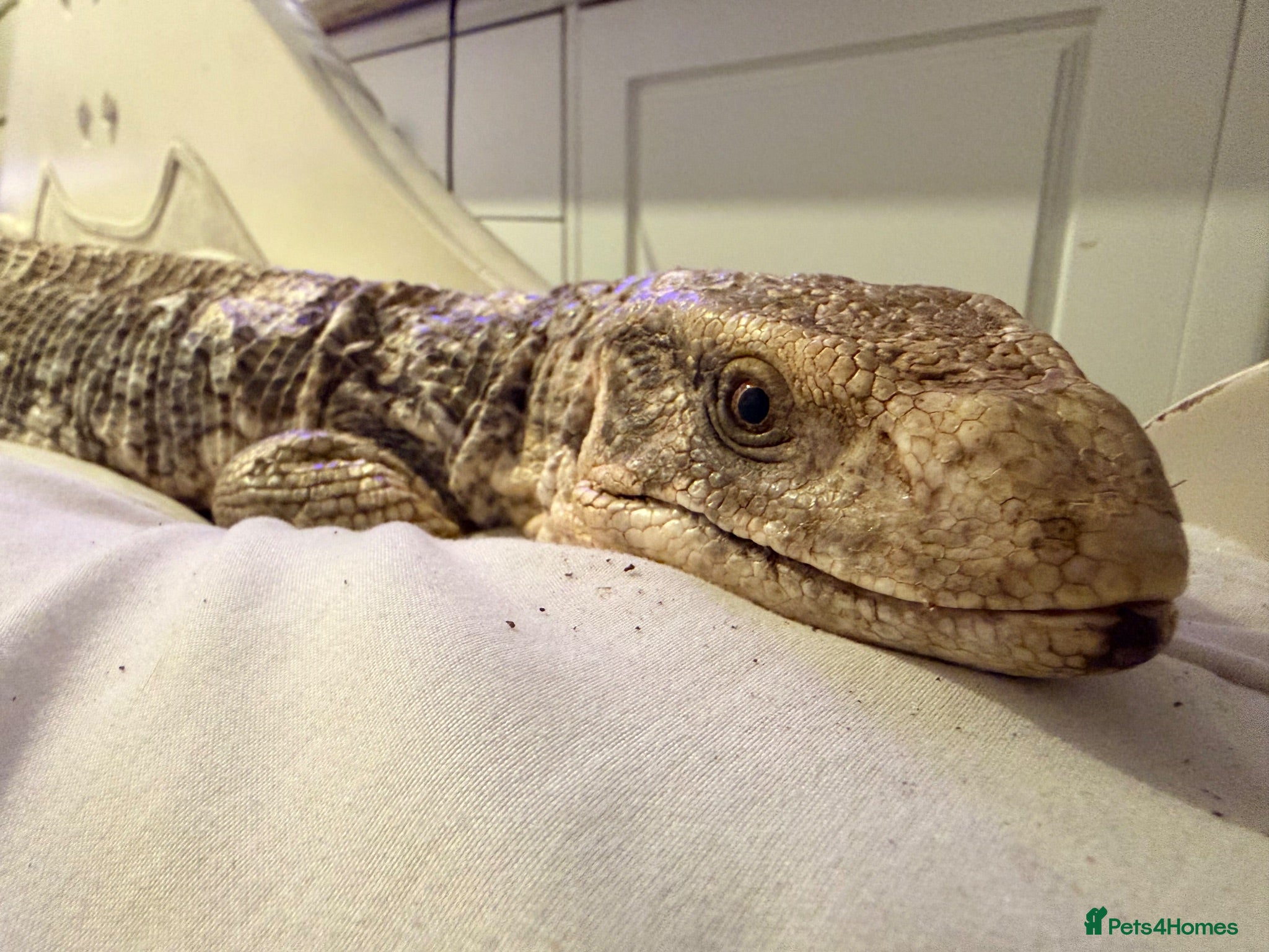 Lizard reptiles Savannah monitor lizard - Advert 2