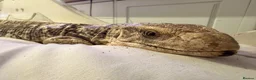 Lizard reptiles for sale: Savannah monitor lizard - Advert 1