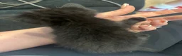 Mixed Breed cats for sale: Ragdoll X British short hair kittens  - Advert 10