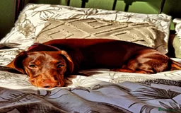 Dachshund dogs for sale: 1 Year Old Miniature Dachshund For Sale - Image 7