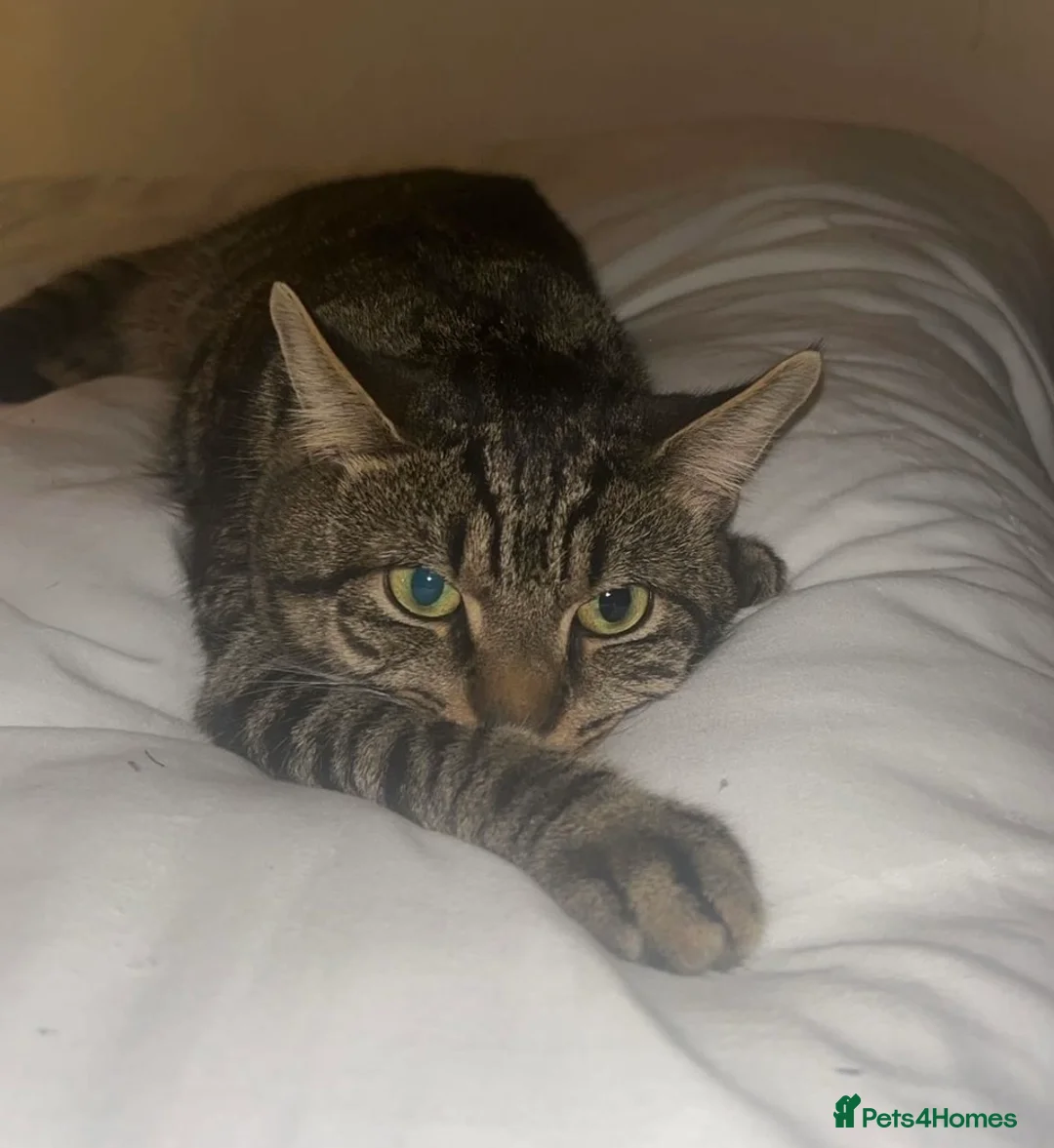 Mixed Breed cats for sale: 3 beautiful Bengal X British shorthair kittens - Advert 20