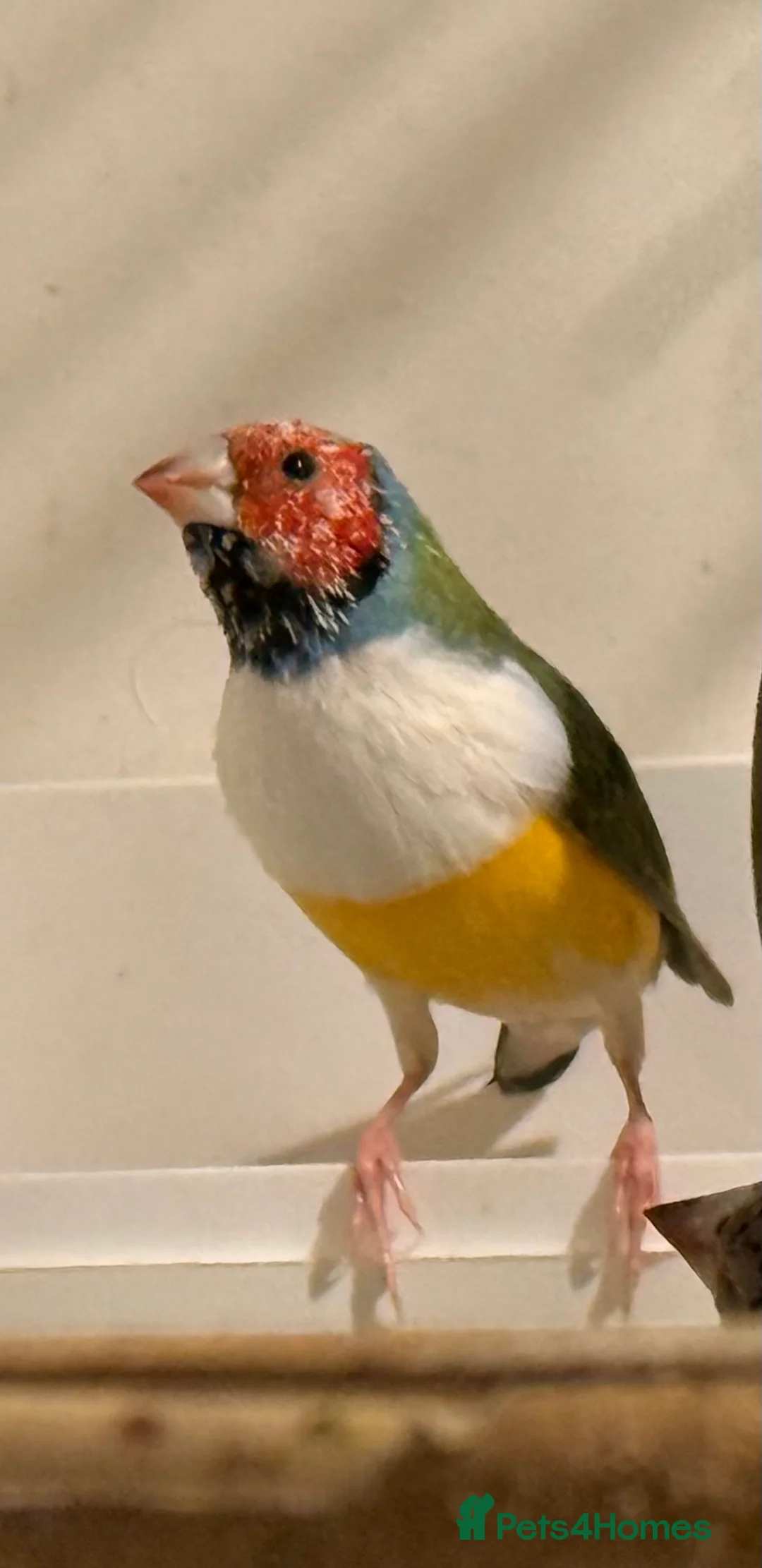 Finches birds for sale: Gouildian finches boys 6 months old - Advert 2