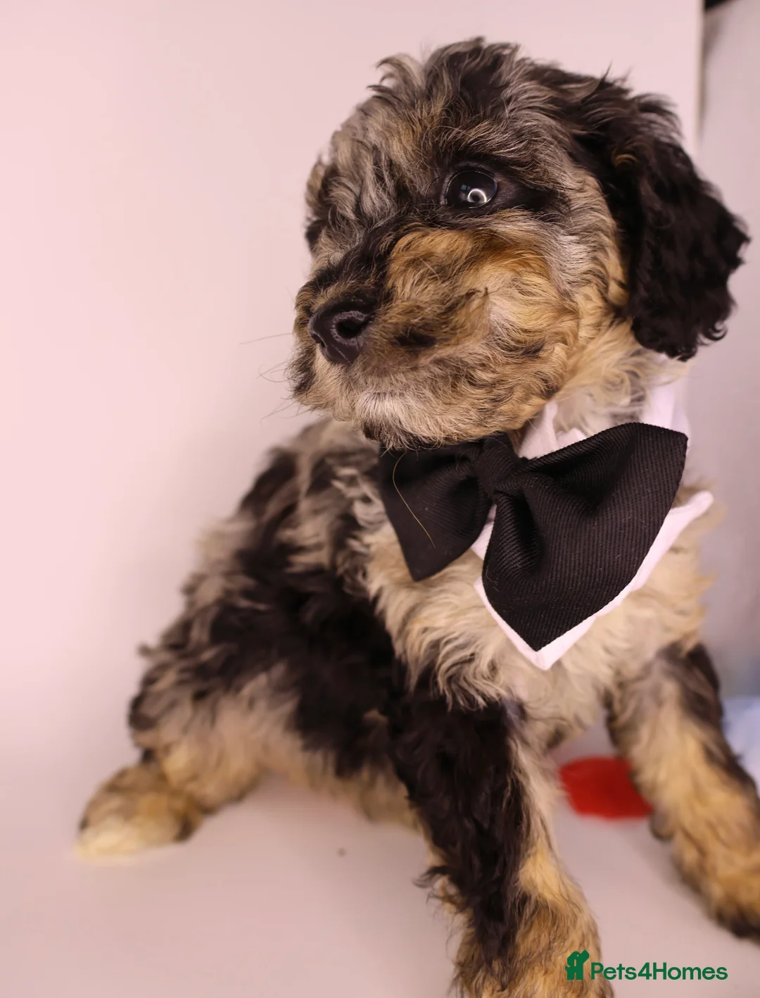 Cockapoo dogs for sale: Cute Miniature Cockapoo Babies - Advert 2