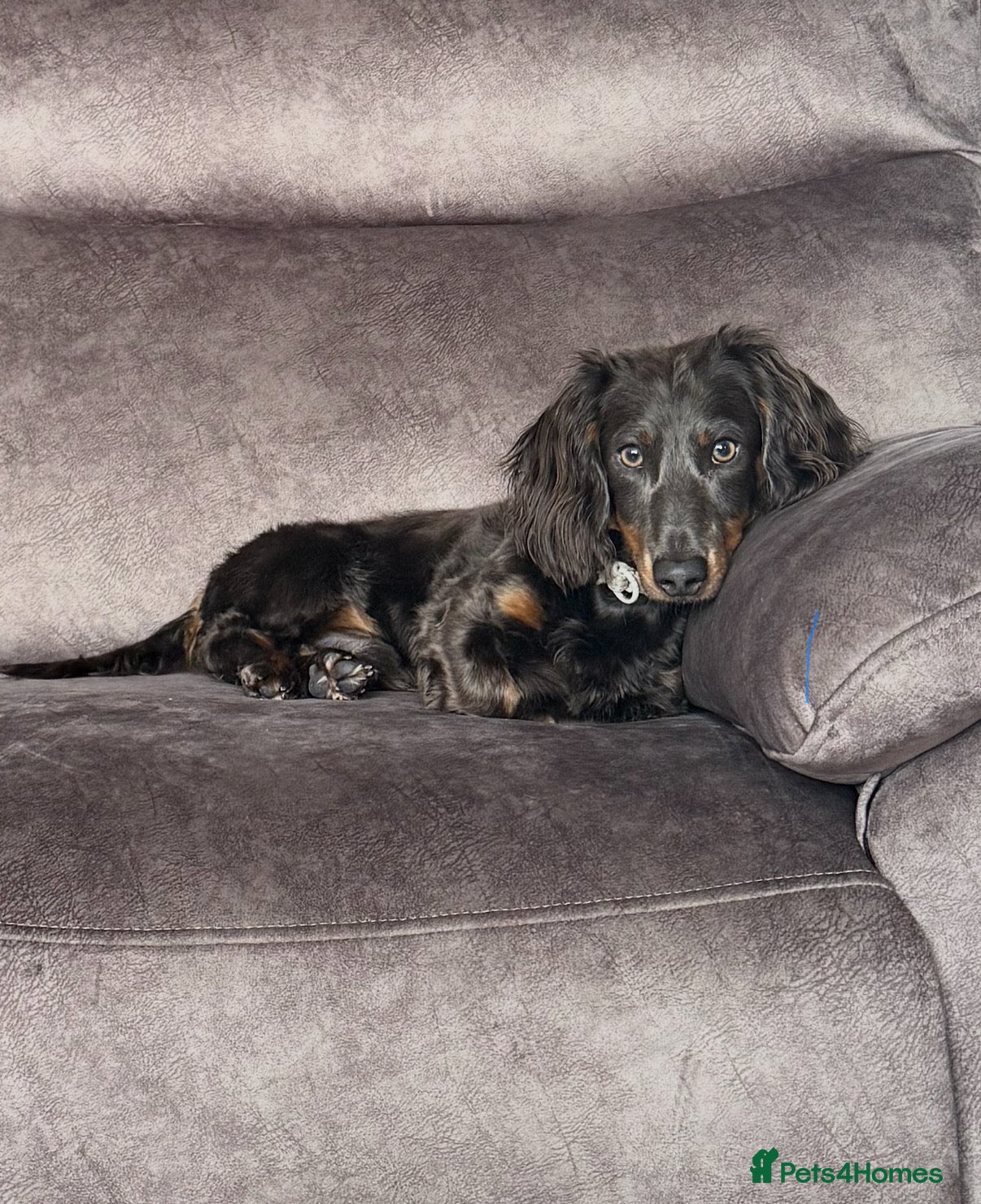 Miniature Dachshund dogs ELVIS THE LONGHAIRED BLUE AND TAN - Advert 12