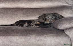 Miniature Dachshund dogs for stud: ELVIS THE LONGHAIRED BLUE AND TAN - Advert 1
