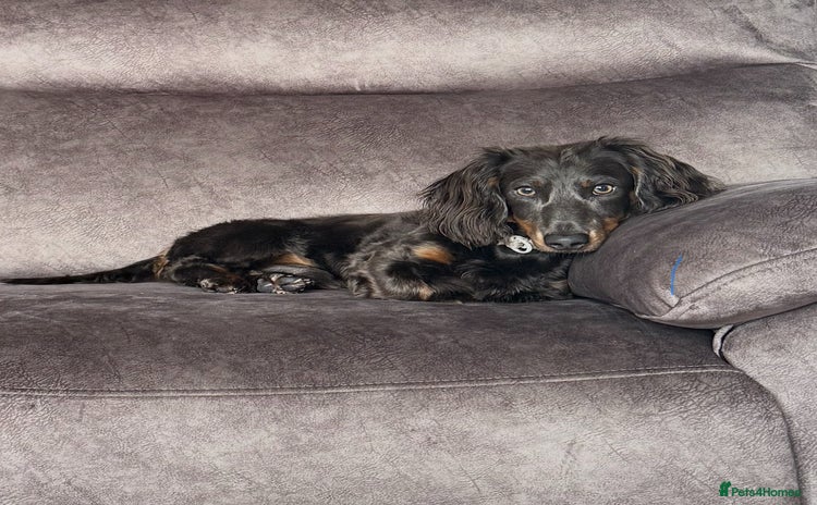 Miniature Dachshund dogs ELVIS THE LONGHAIRED BLUE AND TAN - Advert 2