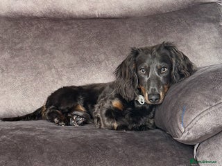 Miniature Dachshund dogs ELVIS THE LONGHAIRED BLUE AND TAN - Advert 1