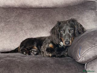 Miniature Dachshund dogs ELVIS THE LONGHAIRED BLUE AND TAN - Advert 9